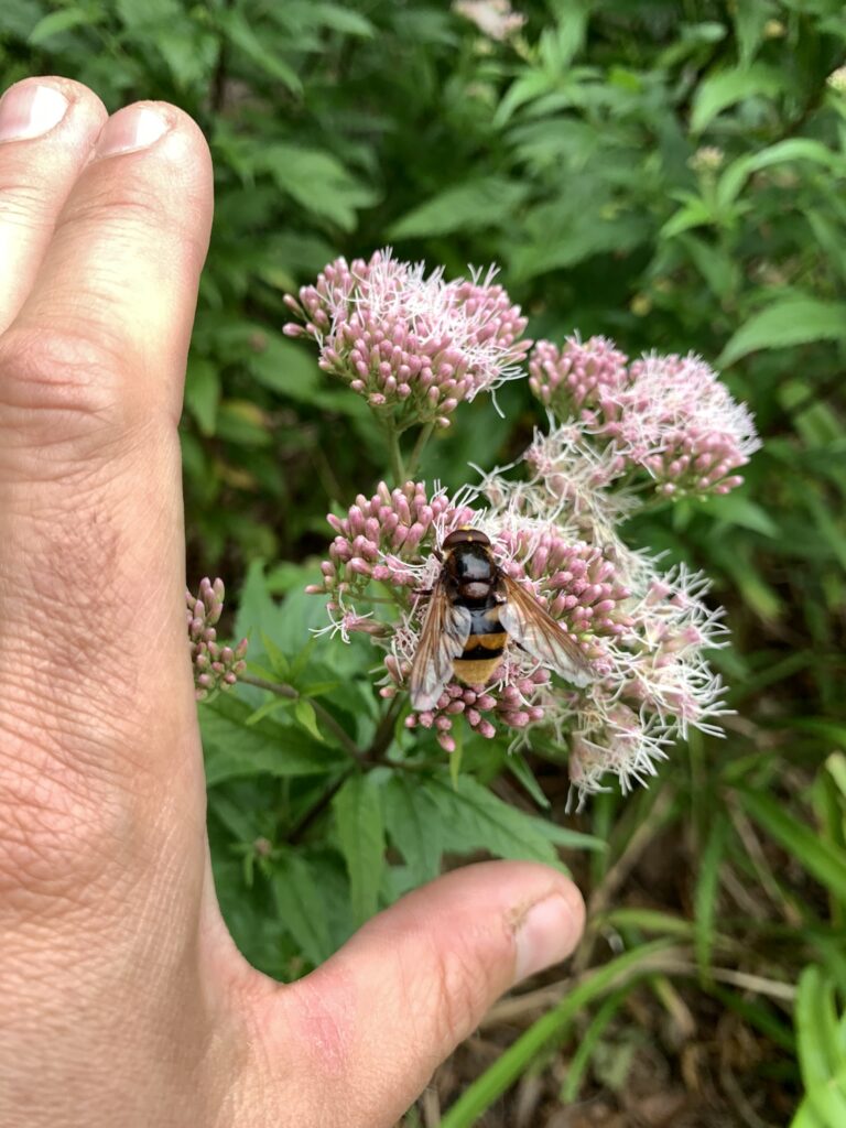 Volucella zonaria