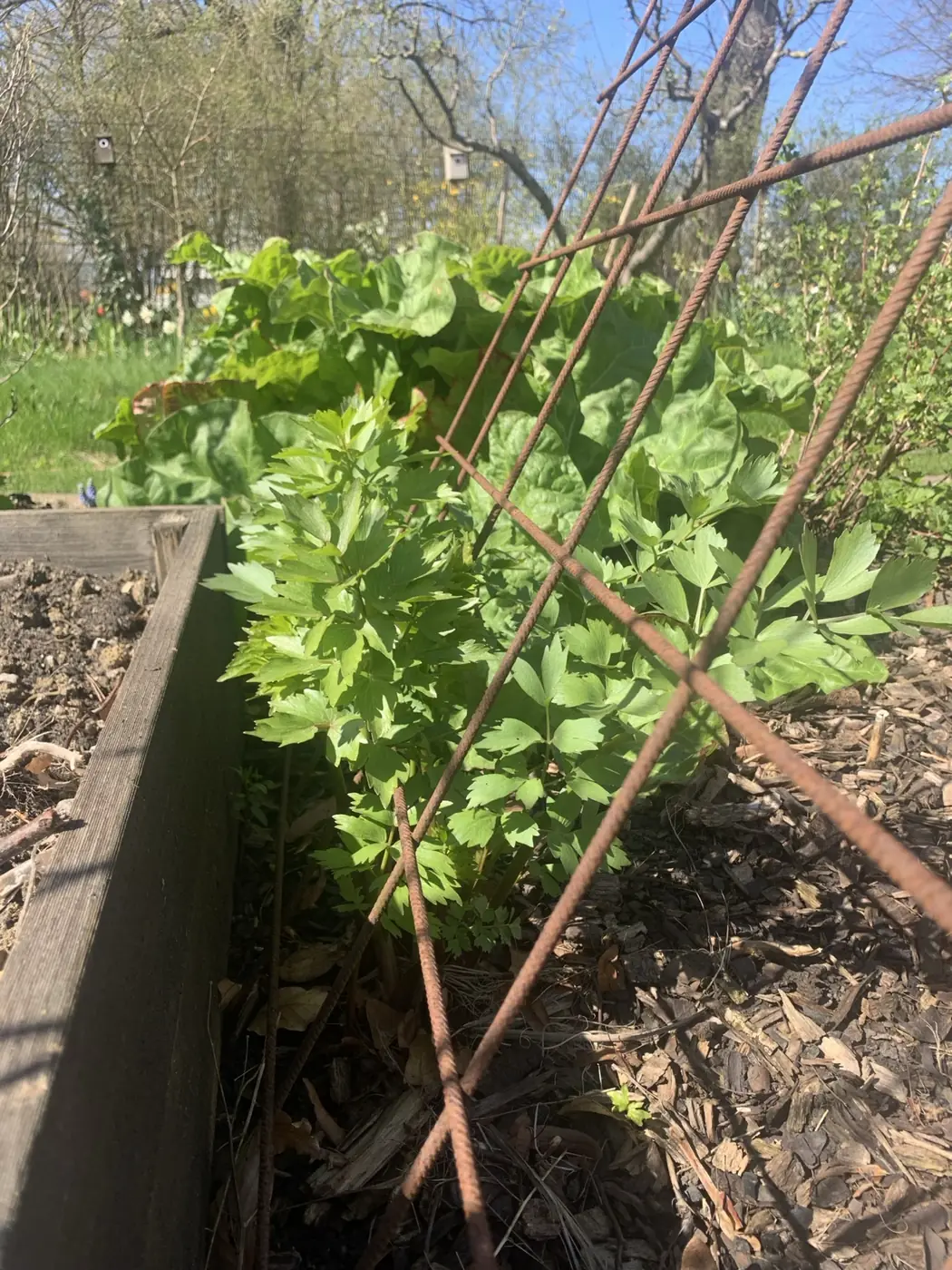 Ätbart grönt i odlingsbädd