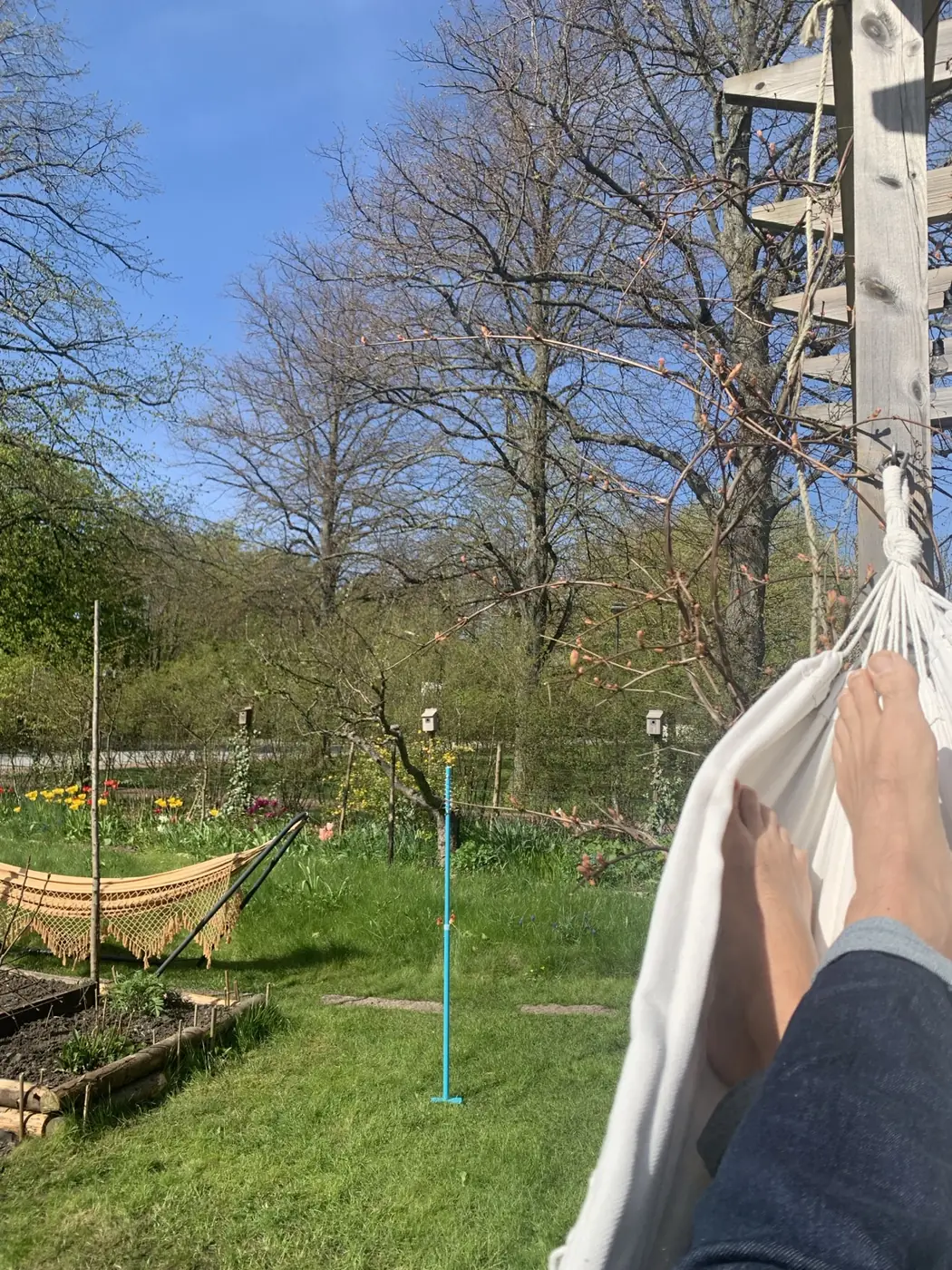 Hängmatta och vår i trädgården