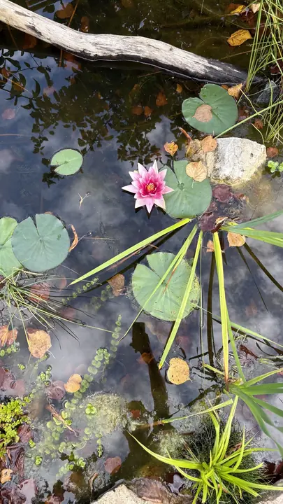 Rosa näckros i trädgårdsdammen